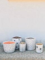 Cache-pot Large Coral Seashell-Three Seven Paris- Ceramic Plates, Platters, Bowls, Coffee Cups. Animal Designs, Zebra, Flamingo, Elephant. Graphic Designs and more.